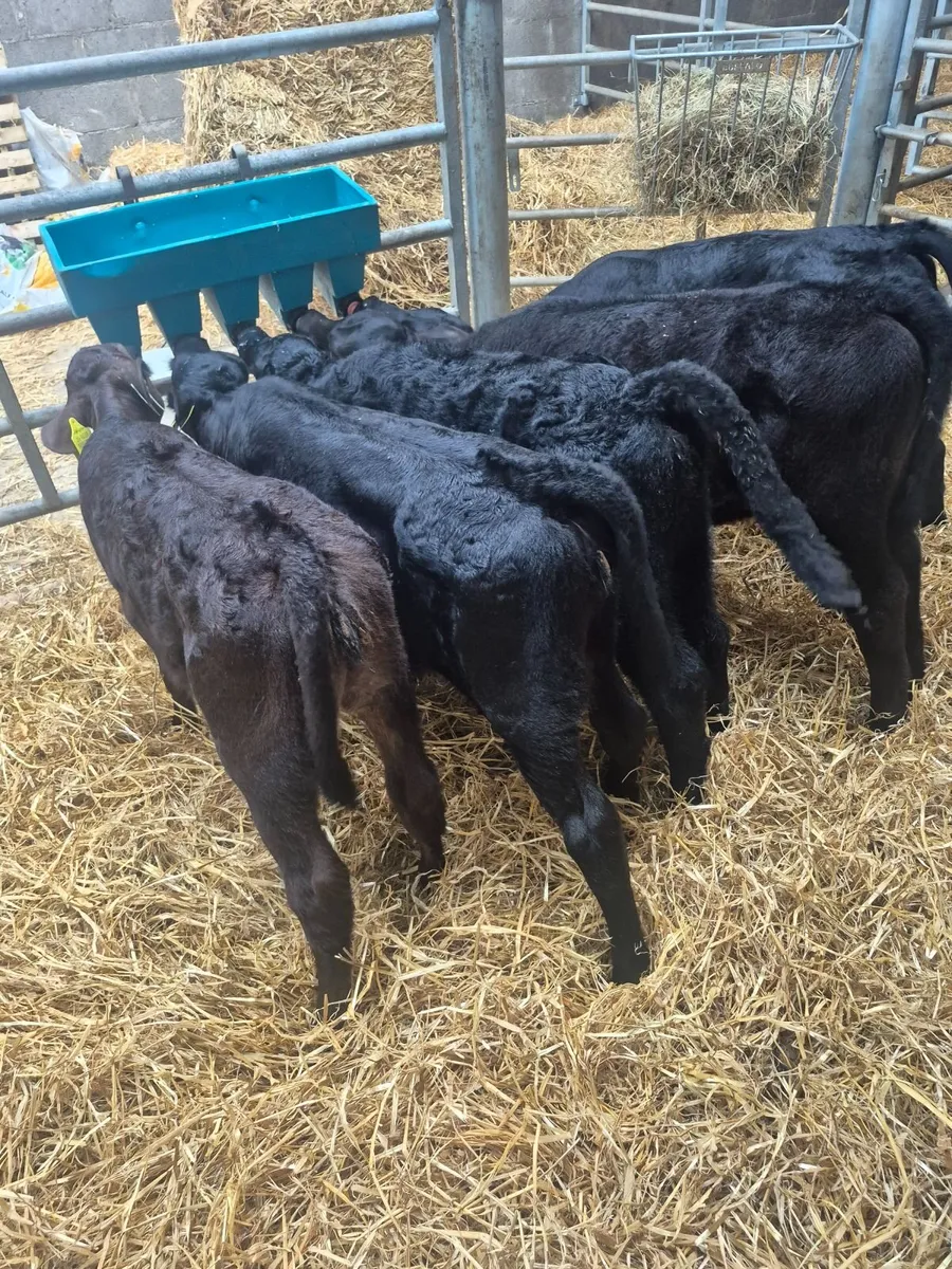 Angus calves - Image 4