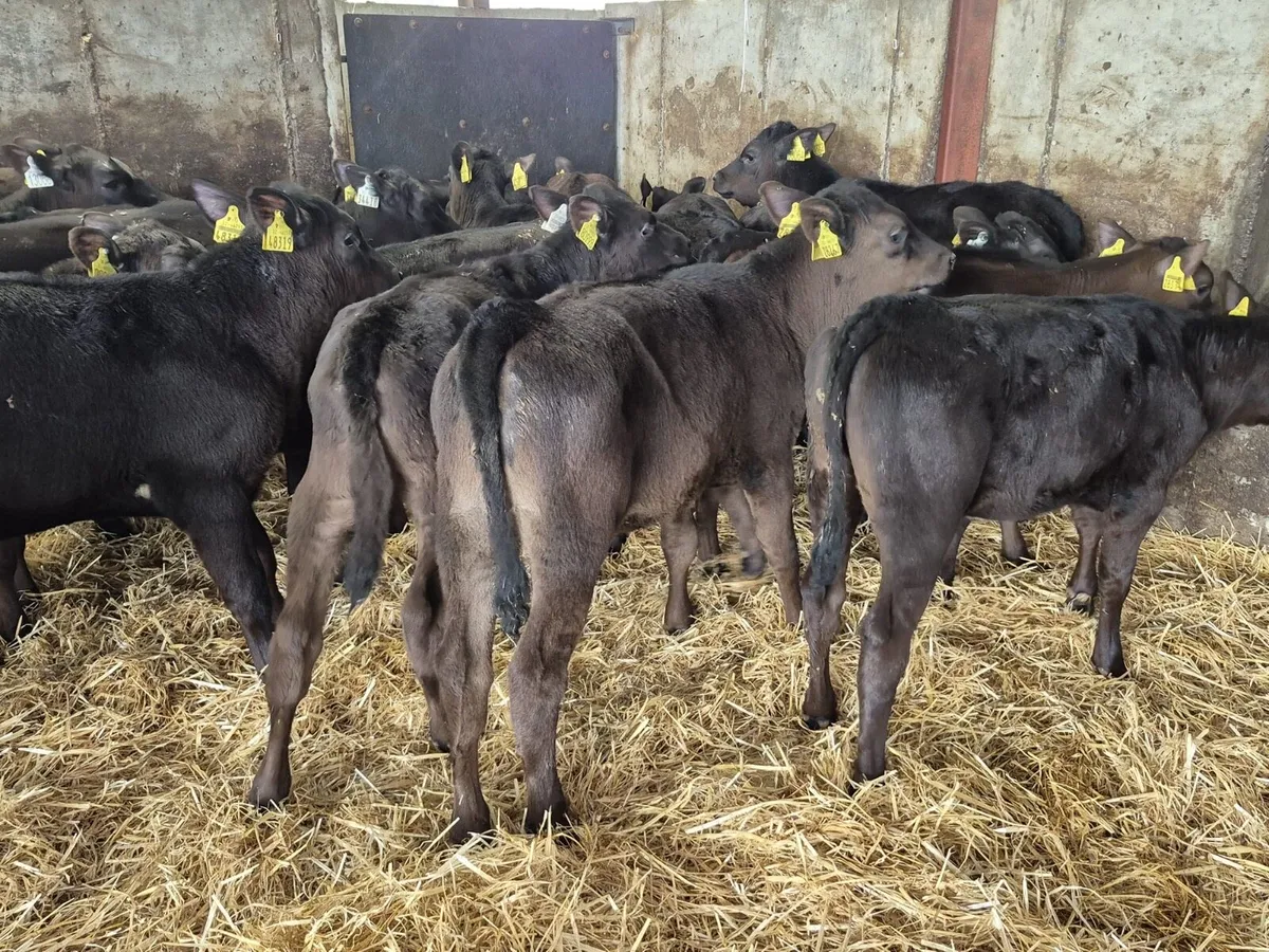 🌱Grass Calves Available🌱 - Image 3