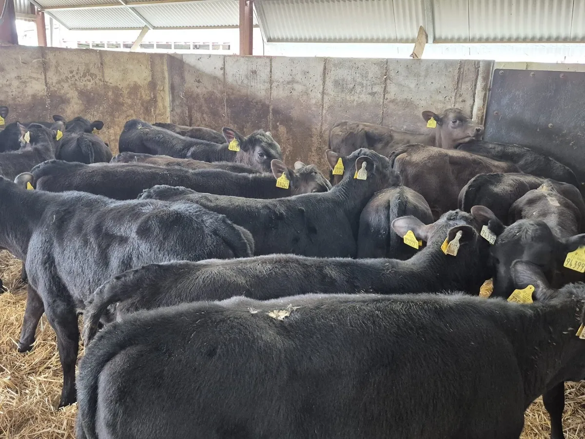 🌱Grass Calves Available🌱 - Image 4