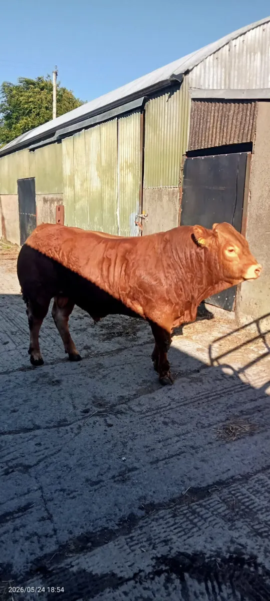 limousin bulls for sale - Image 3