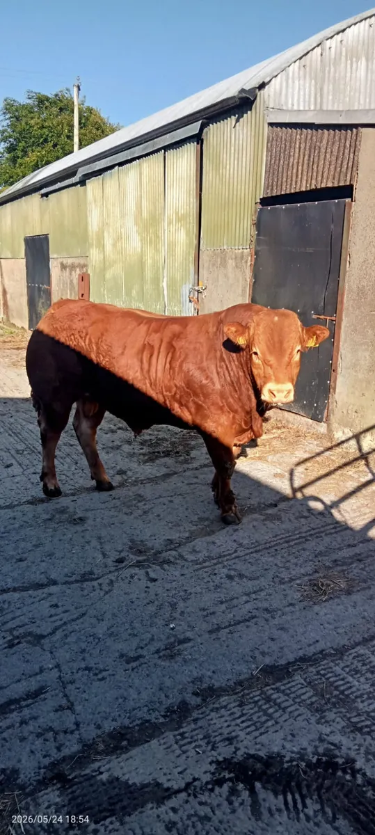 limousin bulls for sale - Image 2