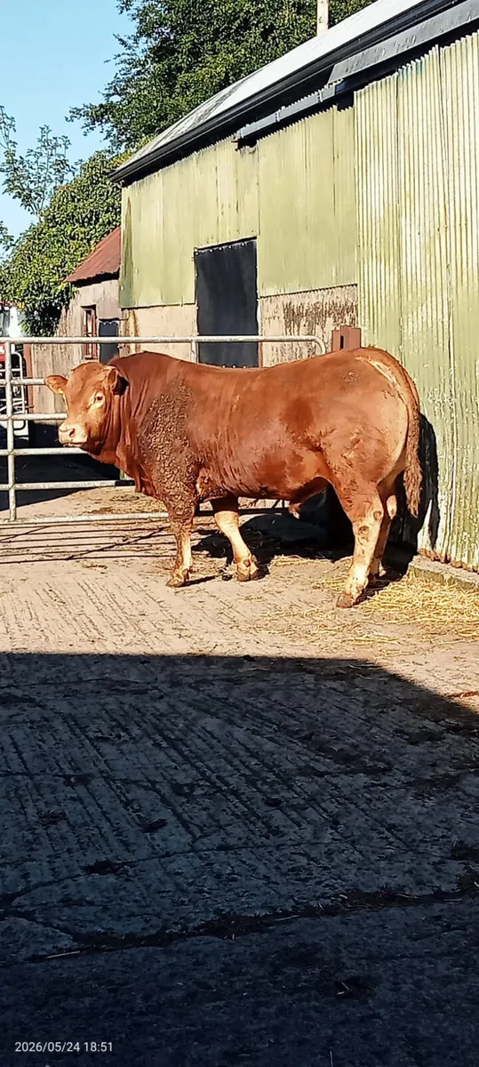 limousin bulls for sale - Image 1