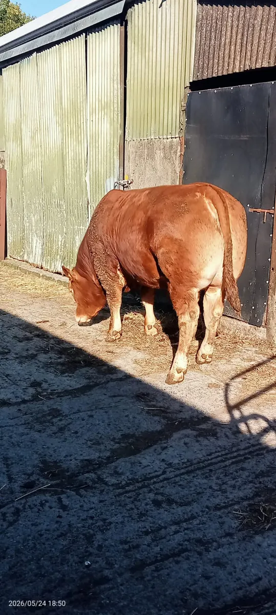 limousin bulls for sale - Image 4