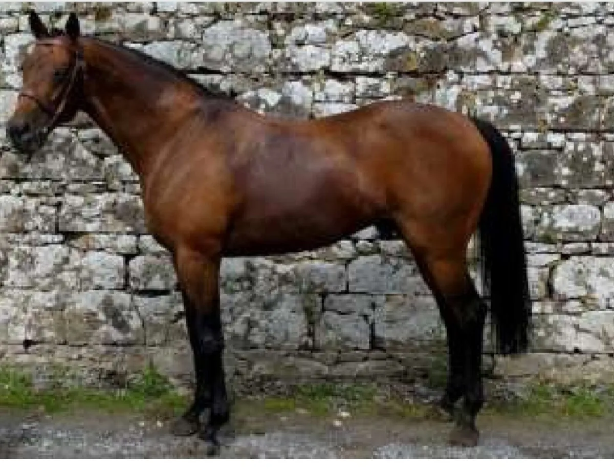Stallions at stud - Image 1