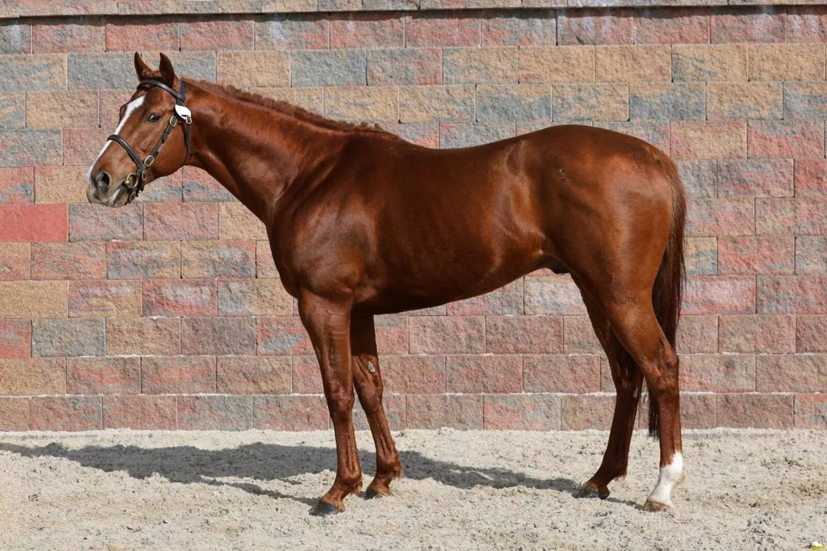 Stallions at stud - Image 2