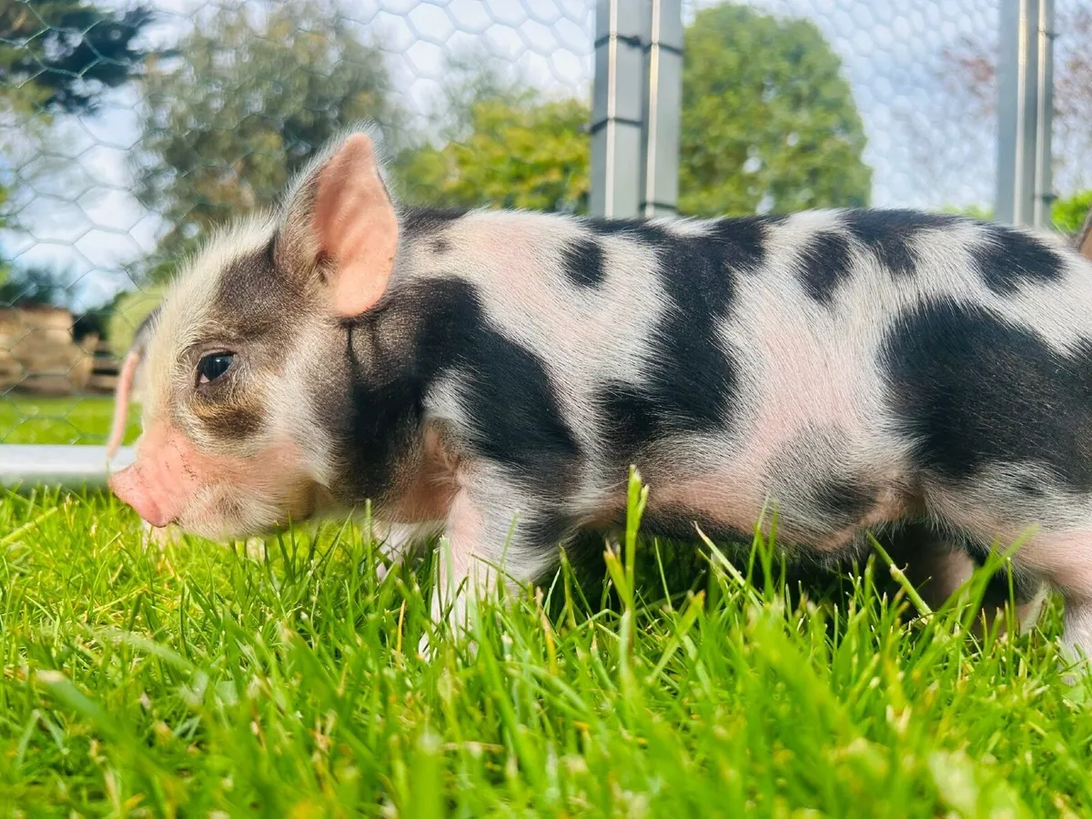 Kune kune piglets - Image 3