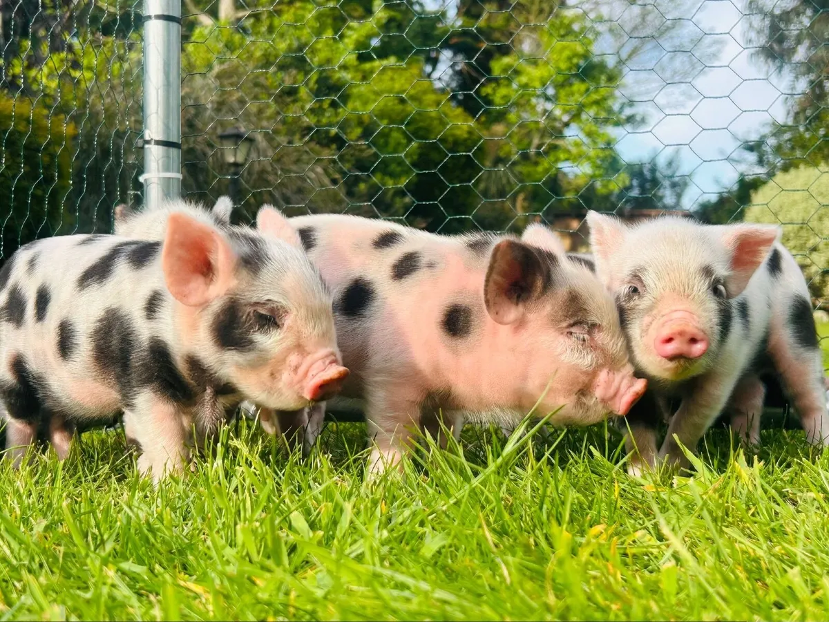 Kune kune piglets - Image 2