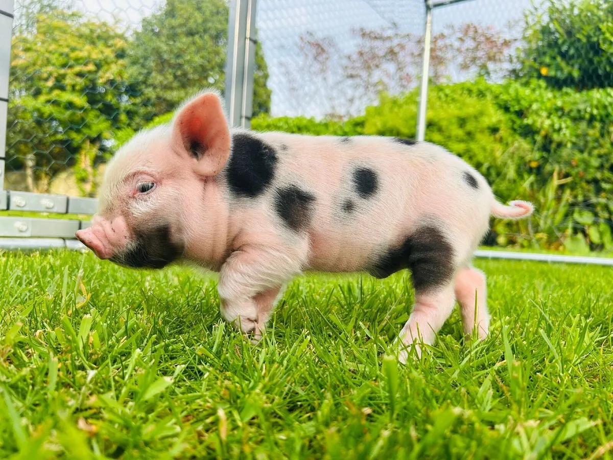 Kune kune piglets - Image 4