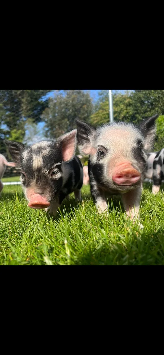 Kune kune piglets - Image 1