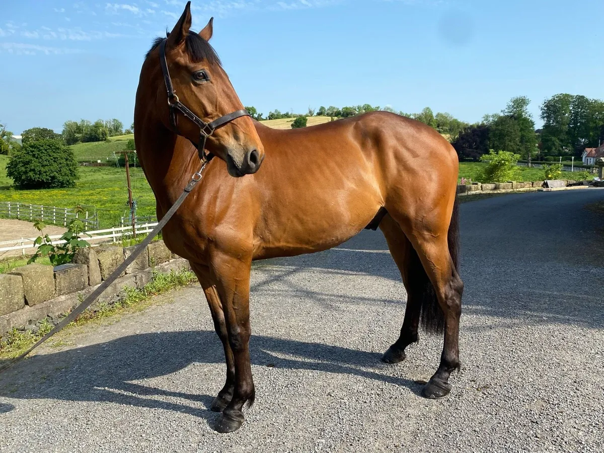 Lot 73 Cavan: Imperial hero - 6yo sport horse - Image 4