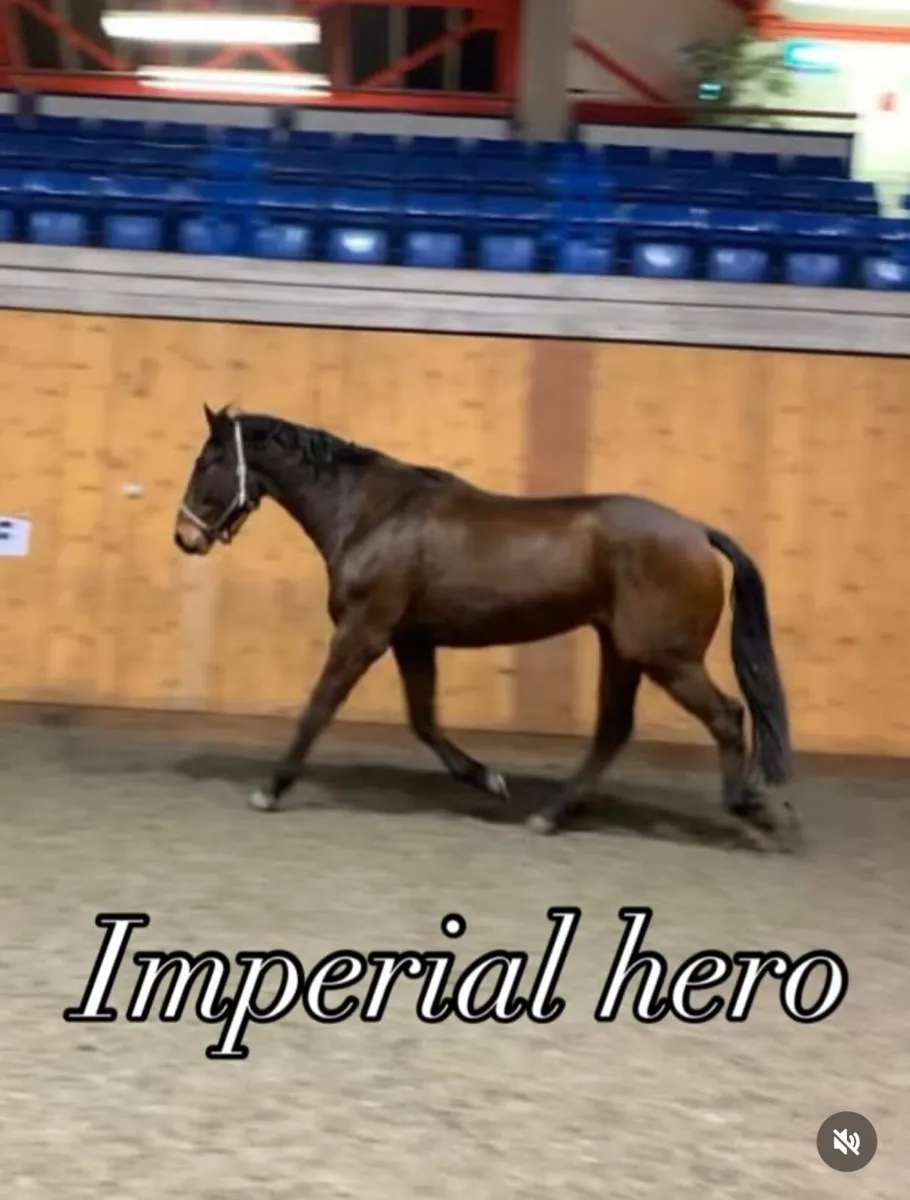 Lot 73 Cavan: Imperial hero - 6yo sport horse - Image 1