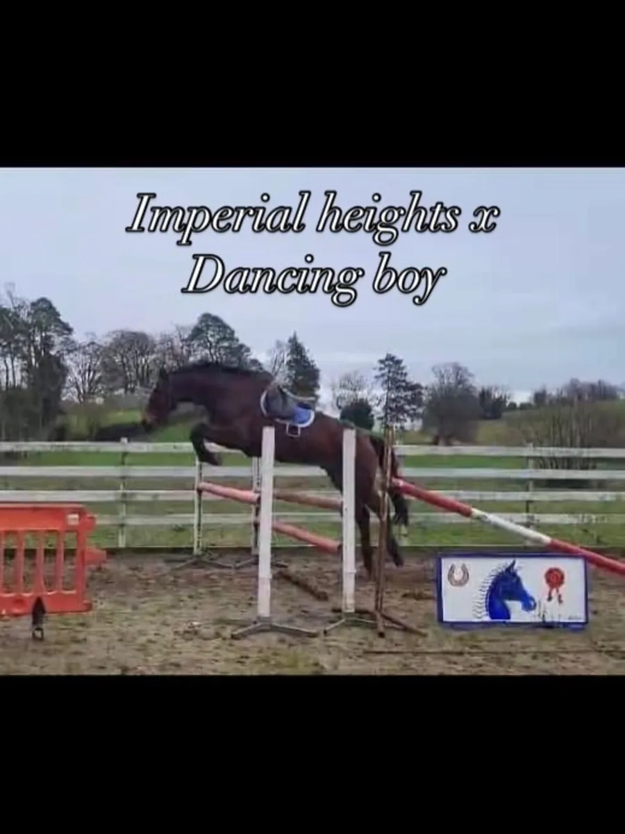 Lot 73 Cavan: Imperial hero - 6yo sport horse - Image 2