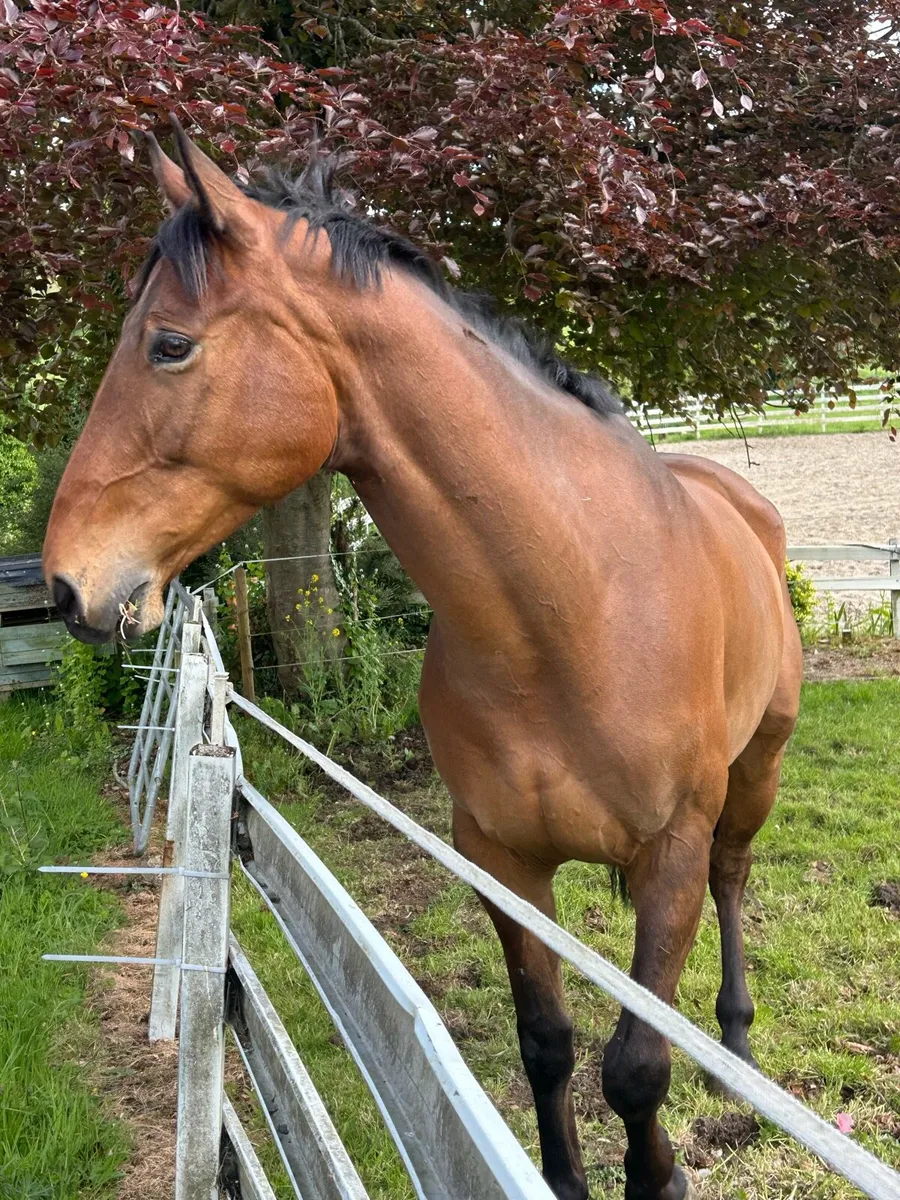 Lot 73 Cavan: Imperial hero - 6yo sport horse - Image 3