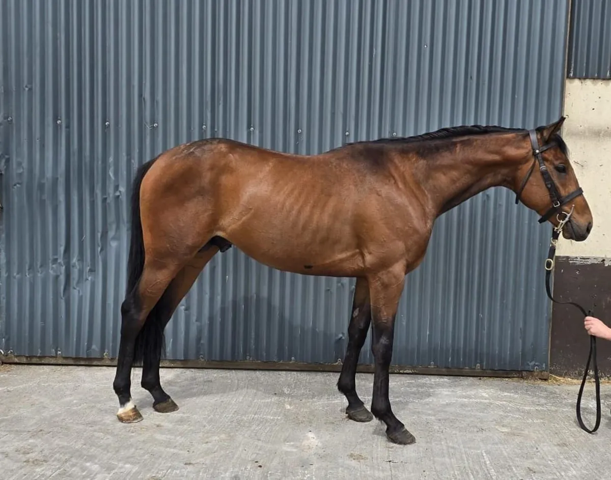 Racing Pony - Image 2