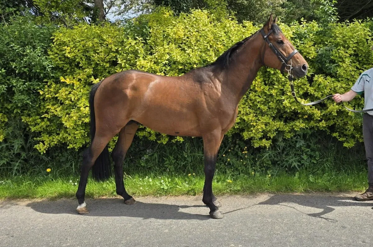 Racing Pony - Image 1