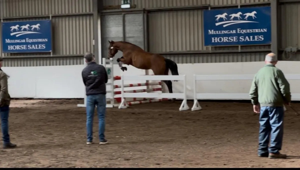 Racing Pony - Image 3