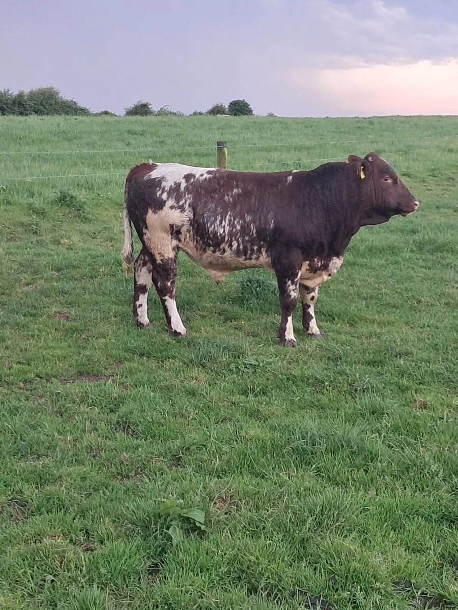 P.B.R Shorthorn bull's - Image 1