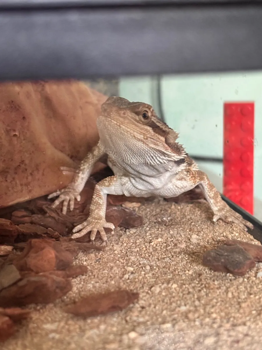 Bearded dragon baby and vivarium set up / tank - Image 1