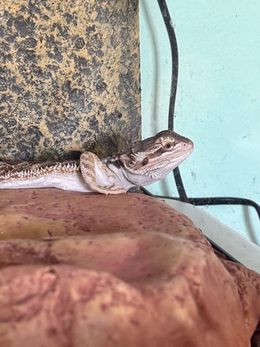 Bearded dragon baby and vivarium set up / tank - Image 2