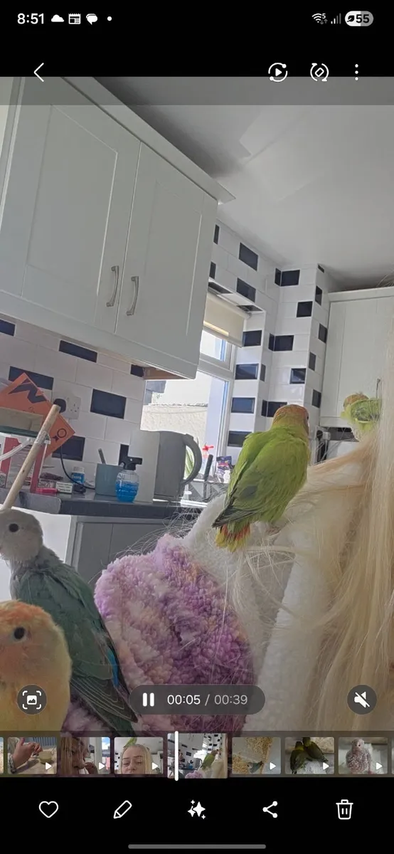 Lovebirds - Image 1