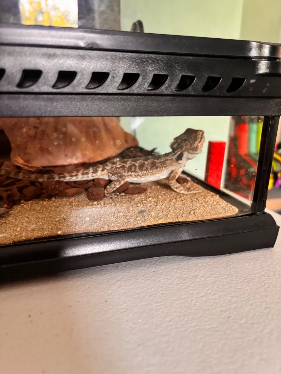 Bearded dragon baby and vivarium set up / tank - Image 3