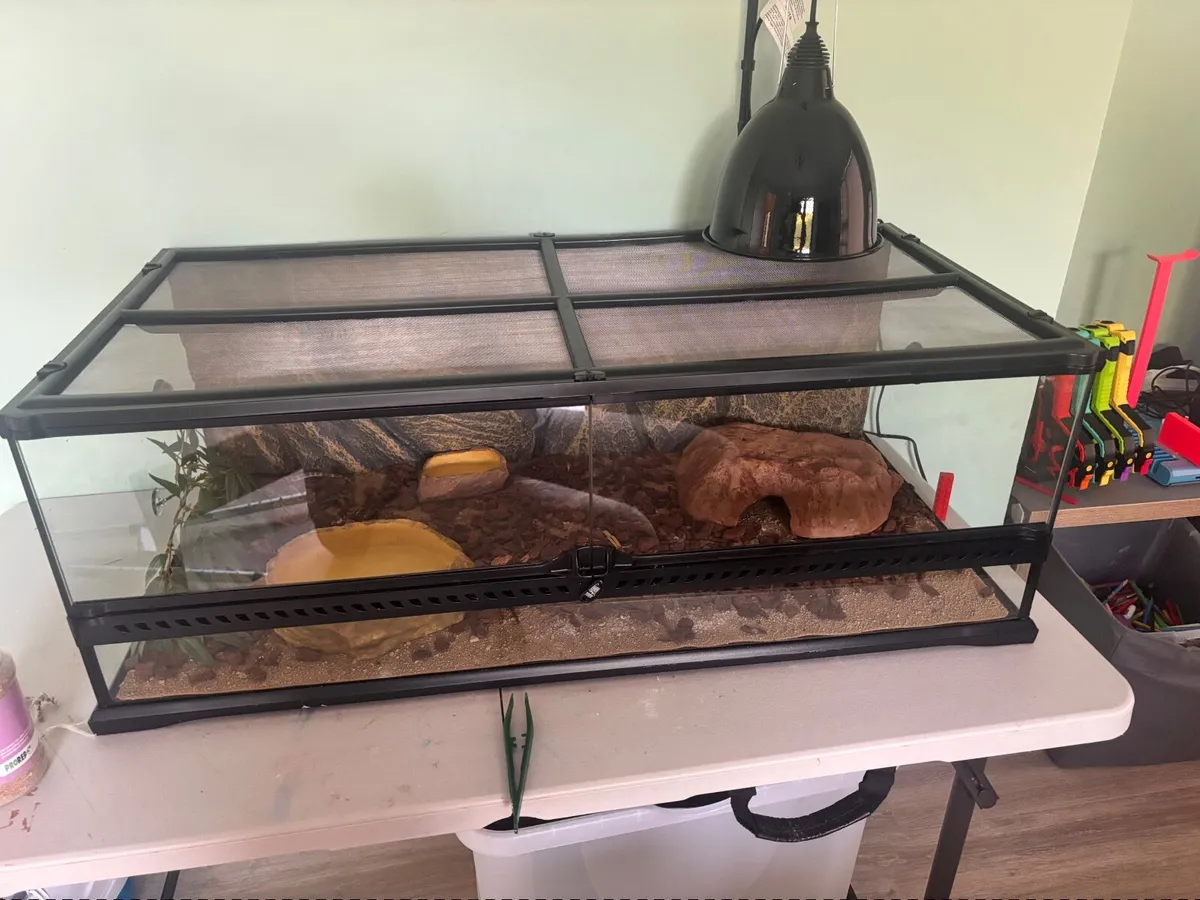 Reptile vivarium set up / tank - Image 1