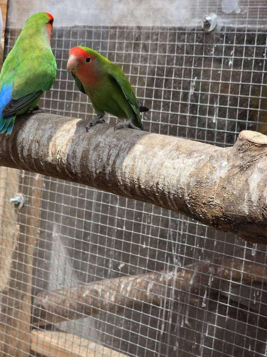 Lovebirds - Image 4
