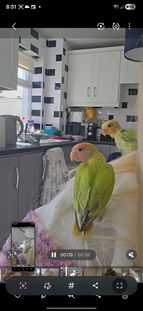 Lovebirds - Image 2