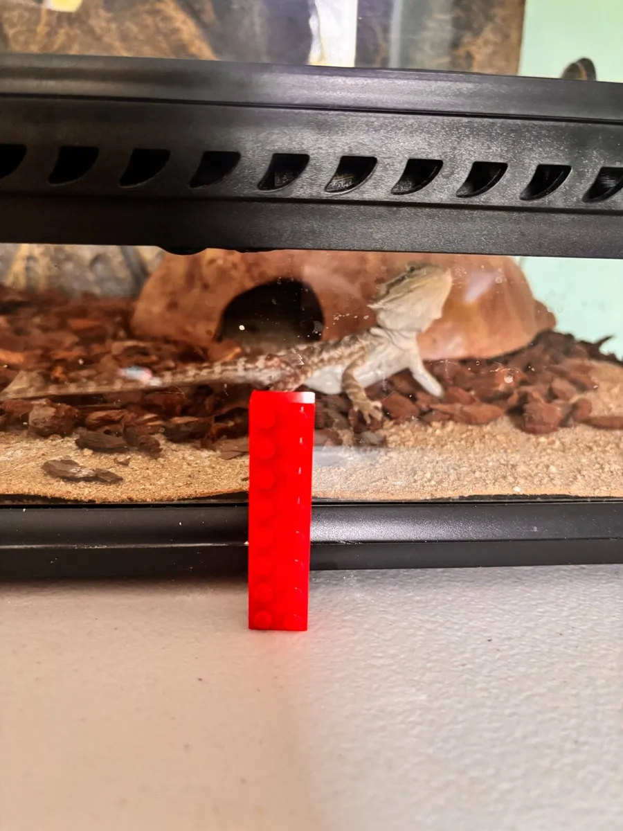 Bearded dragon baby and vivarium set up / tank - Image 4