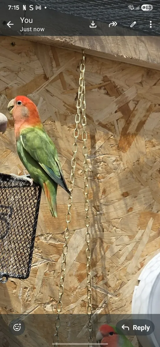 Lovebirds - Image 3