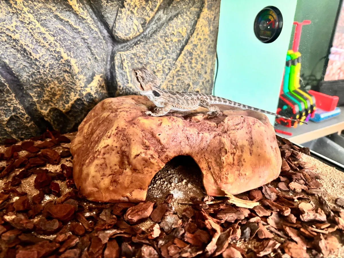 Reptile vivarium set up / tank - Image 3