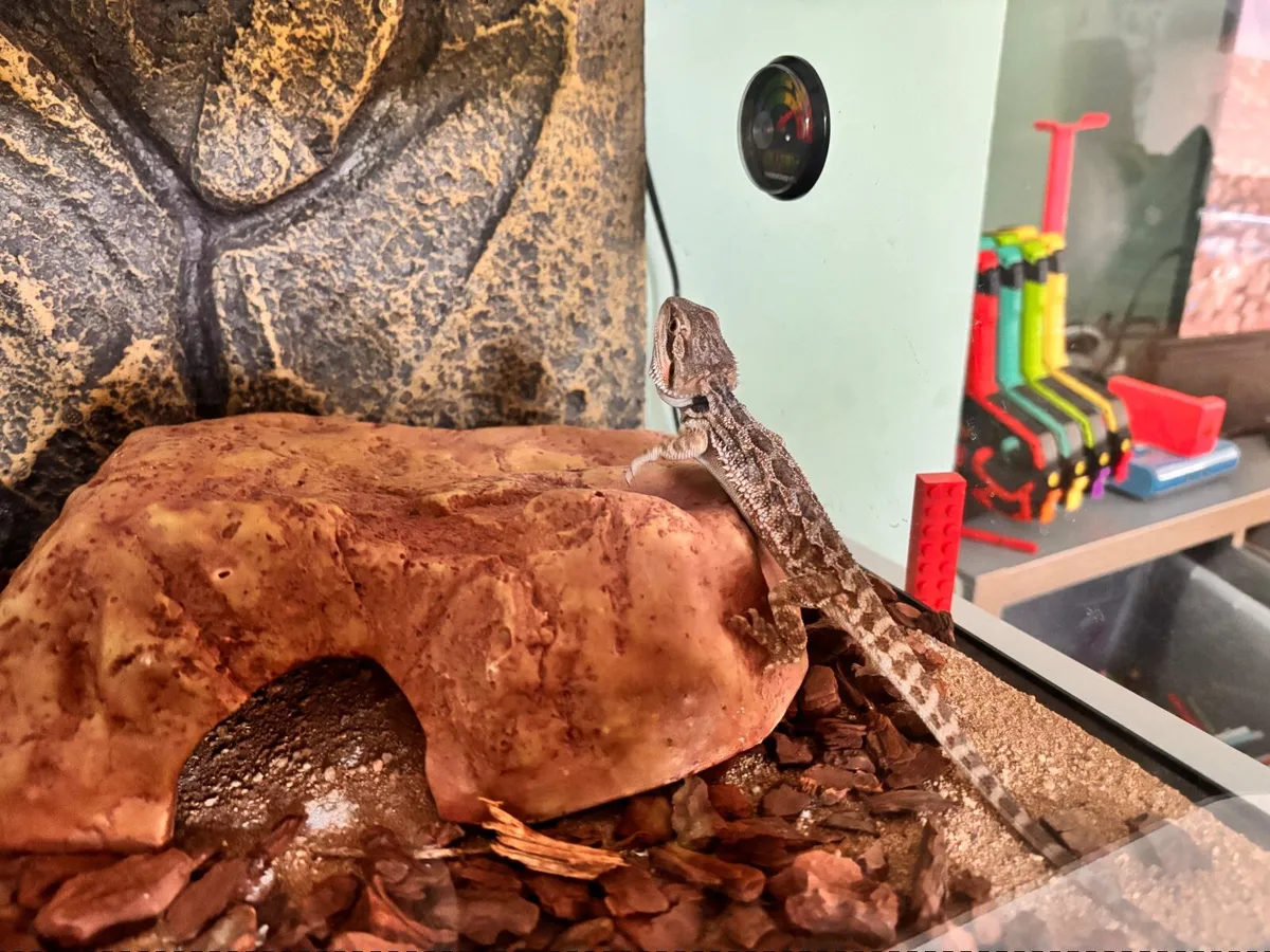 Reptile vivarium set up / tank - Image 4