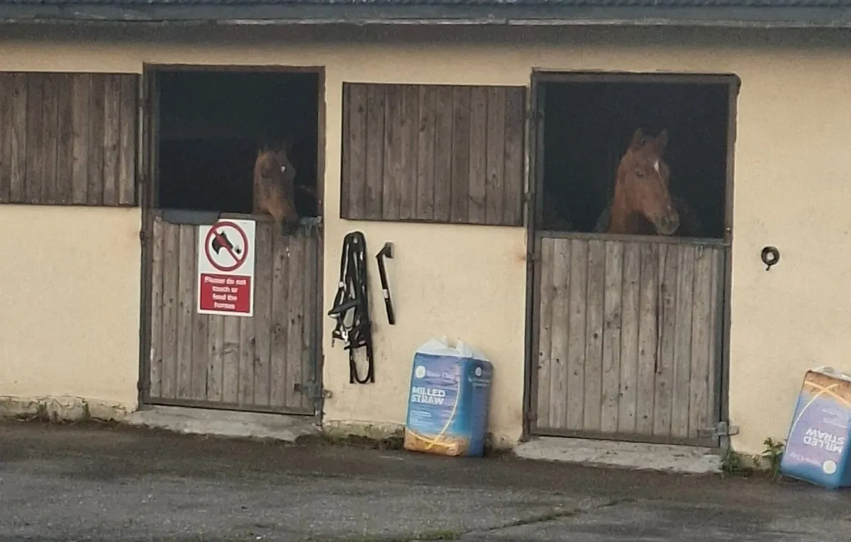Horse/Livery/Diy/Full - Image 2