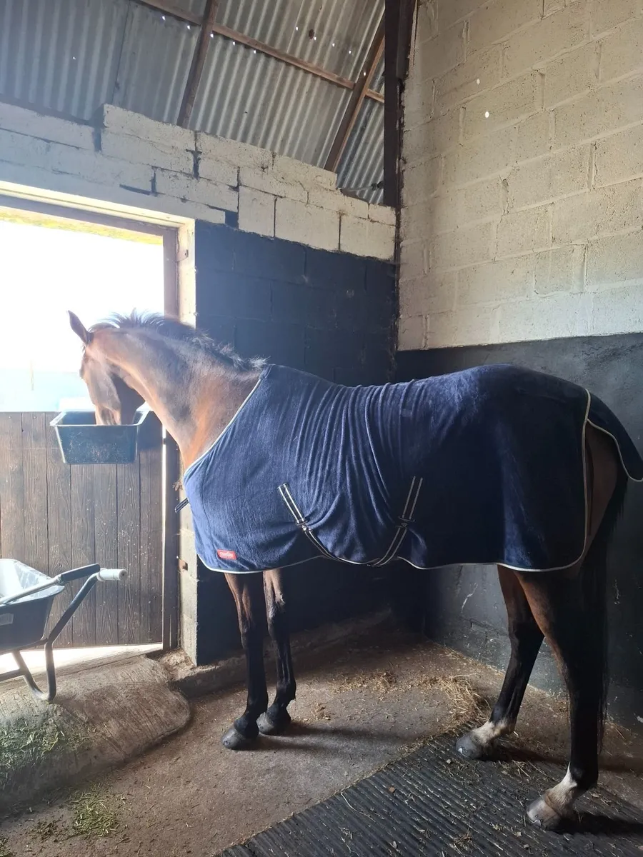 Horse/Livery/Diy/Full - Image 4