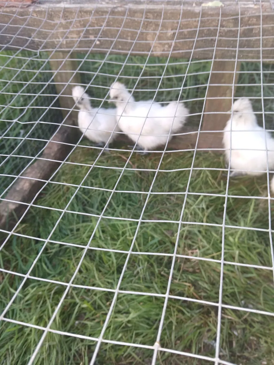 Young silkies differant age's unsexed. - Image 2