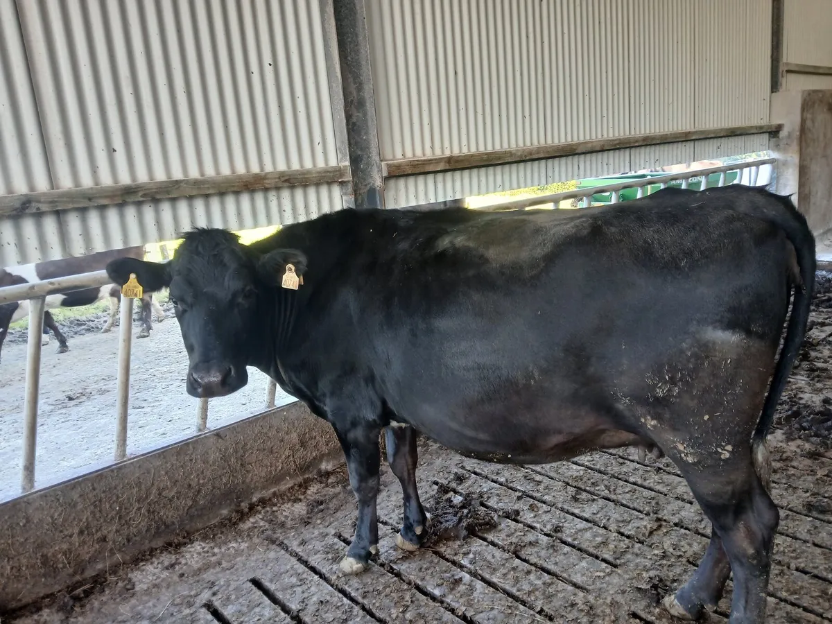 Livestock - Image 1