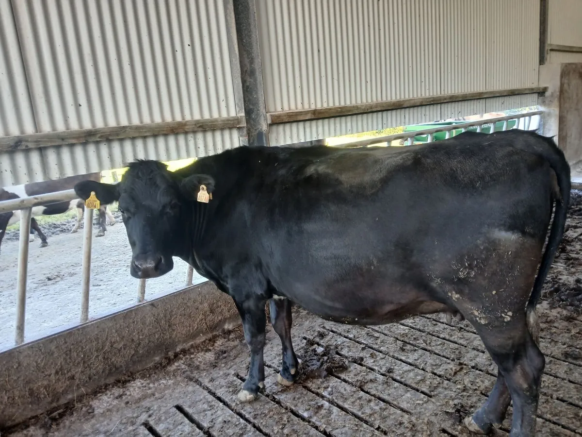 Livestock - Image 2