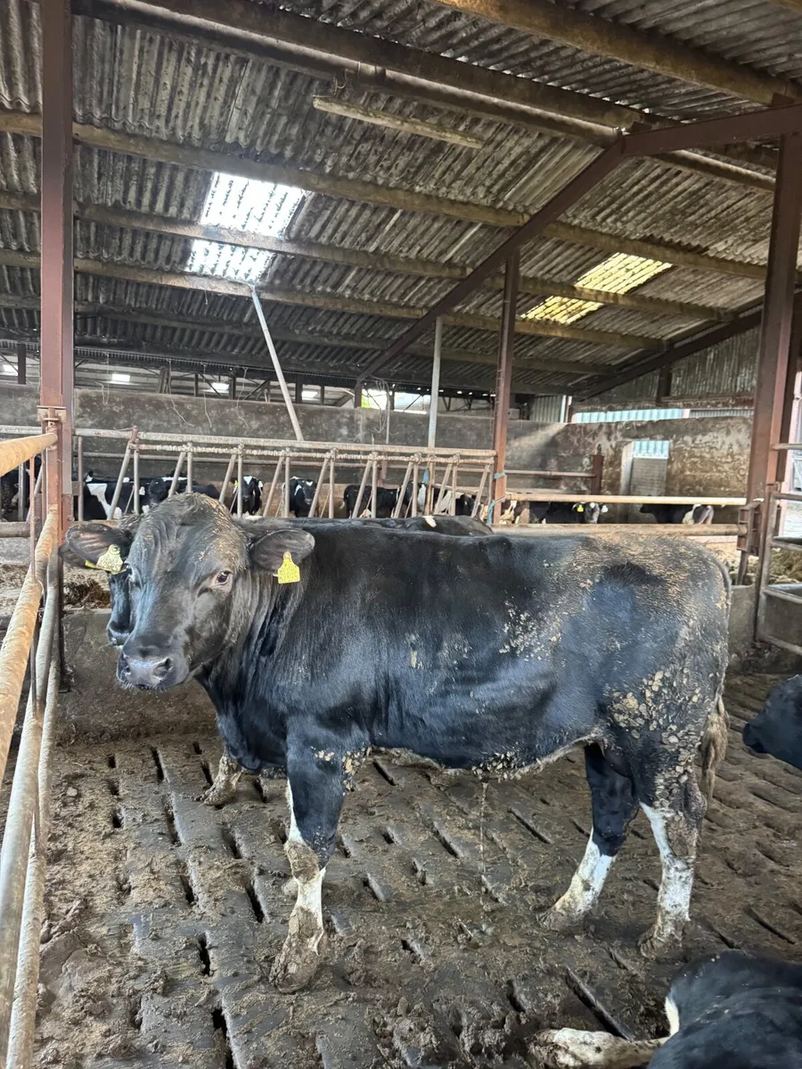 ***Last Kealod bull**
