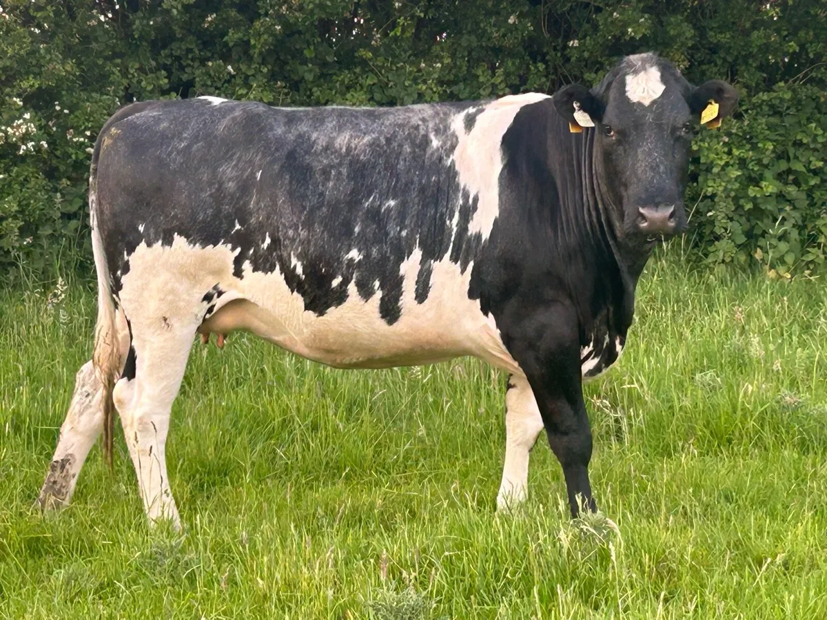 15 incalf autumn calvers 5 star ⭐️⭐️⭐️⭐️⭐️ - Image 2