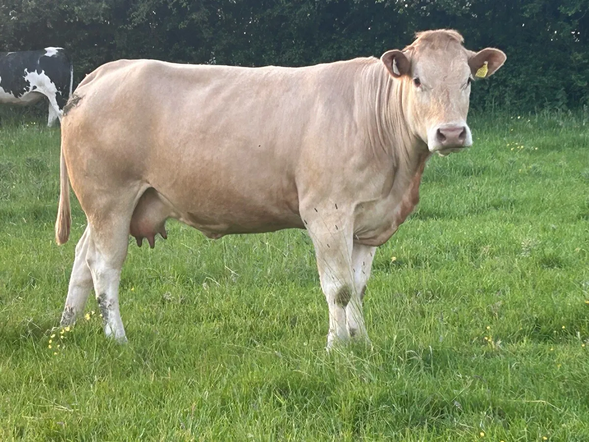 15 incalf autumn calvers 5 star ⭐️⭐️⭐️⭐️⭐️ - Image 4