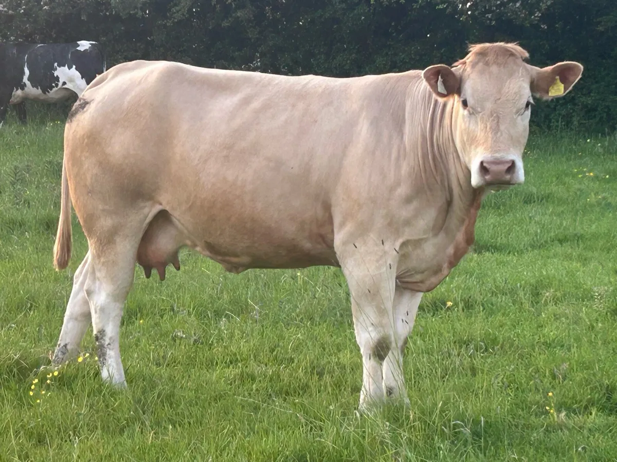 15 incalf autumn calvers 5 star ⭐️⭐️⭐️⭐️⭐️ - Image 1
