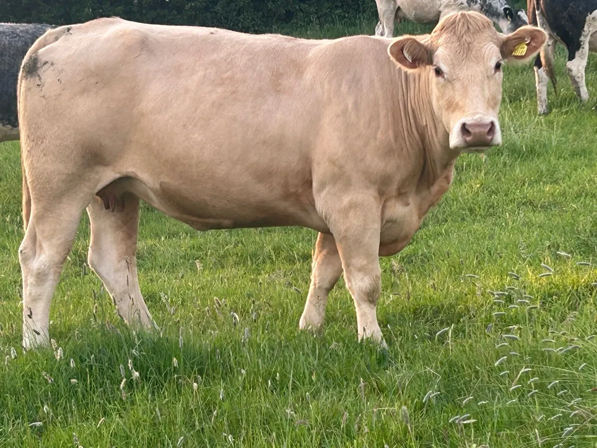 15 incalf autumn calvers 5 star ⭐️⭐️⭐️⭐️⭐️ - Image 3