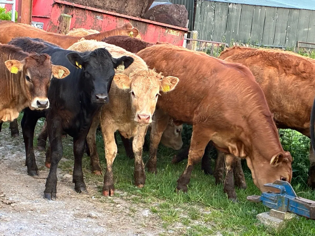 Lovely batch limousine heifers for sale - Image 1