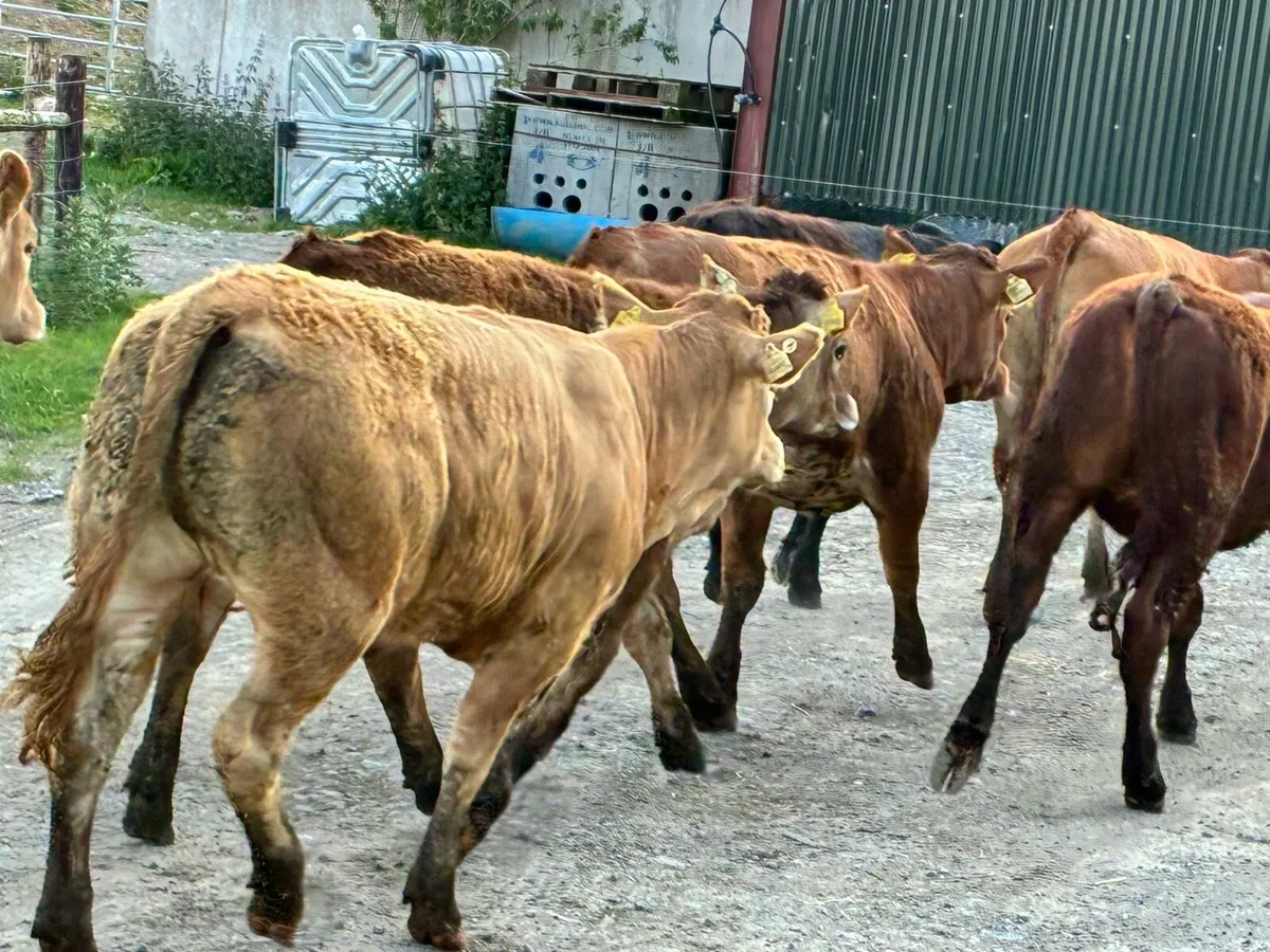 Lovely batch limousine heifers for sale - Image 2