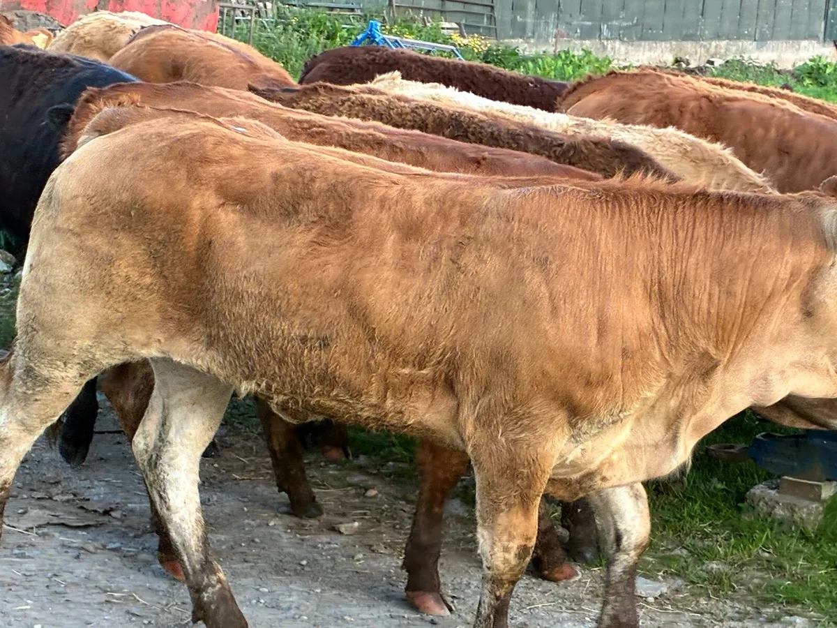 Lovely batch limousine heifers for sale - Image 3