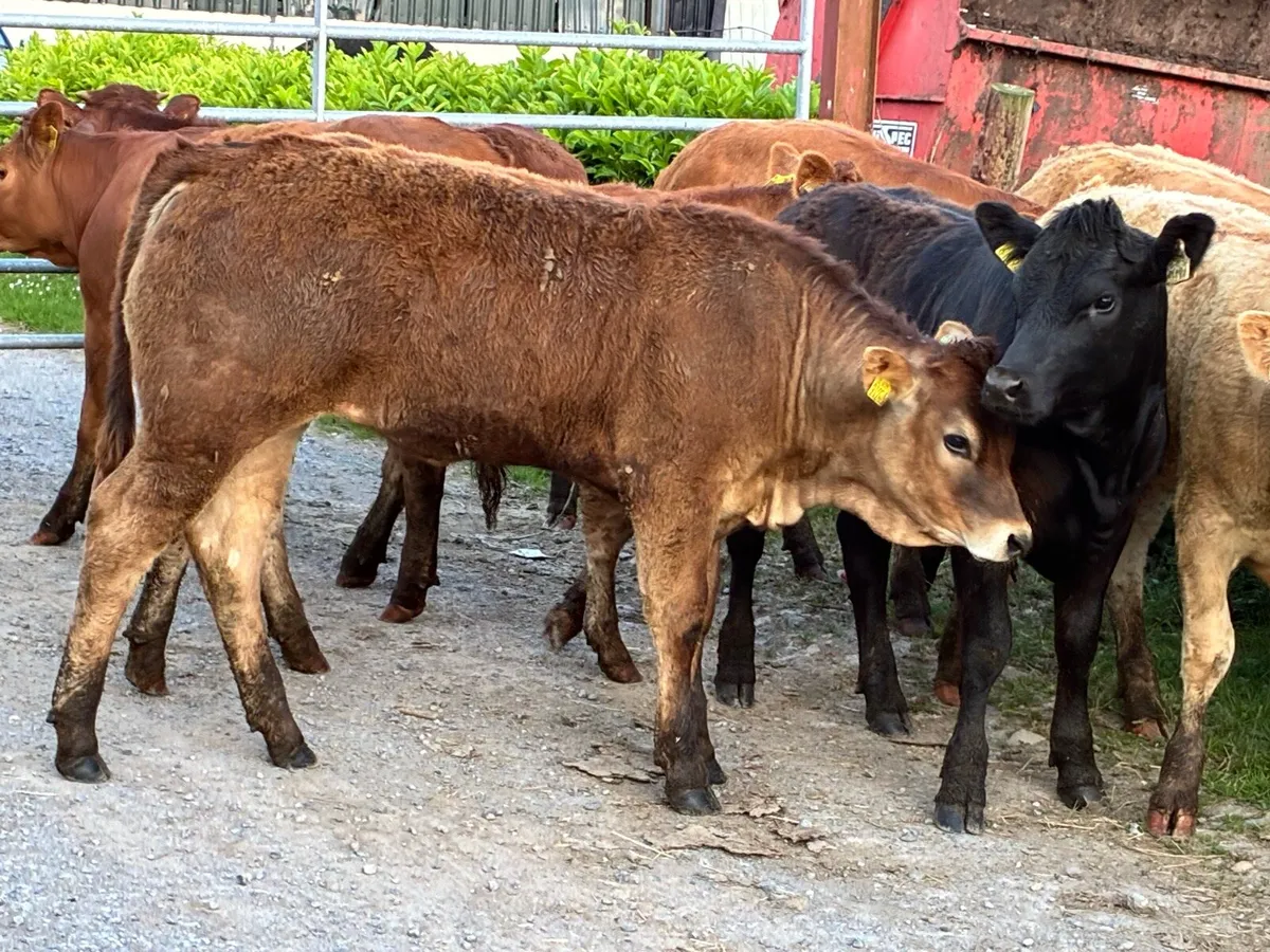 Lovely batch limousine heifers for sale - Image 4