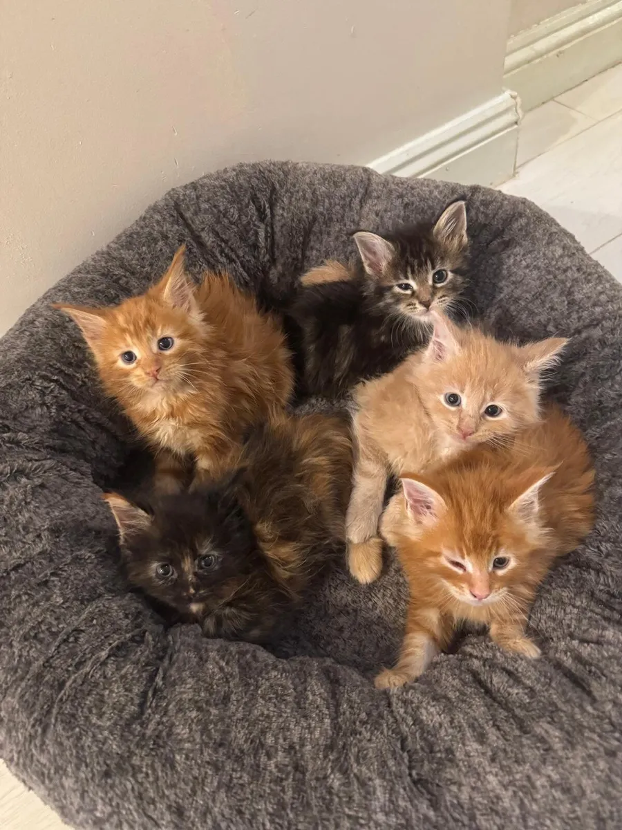 Maine Coone Kittens - Image 1