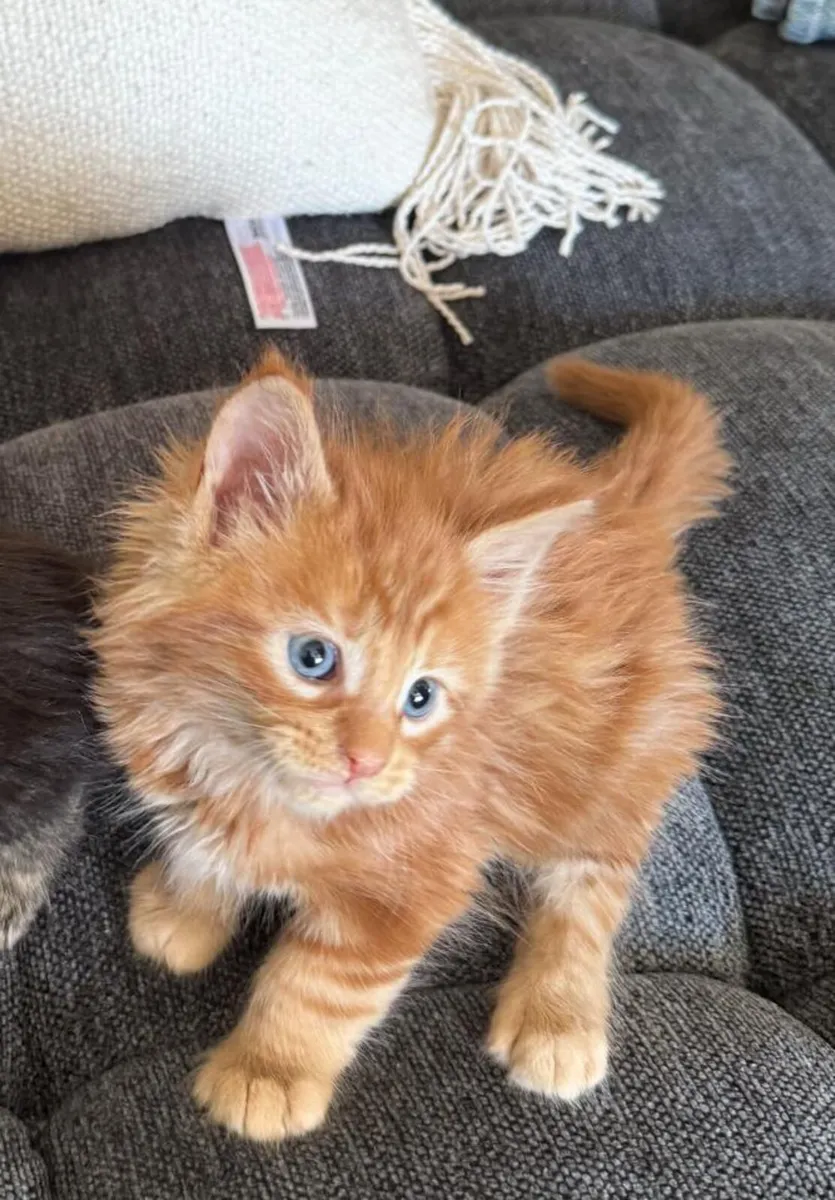 Maine Coone Kittens - Image 2