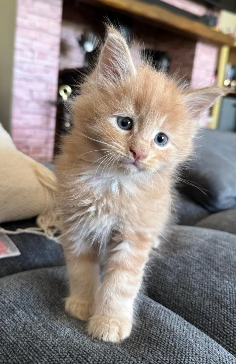 Maine Coone Kittens - Image 3