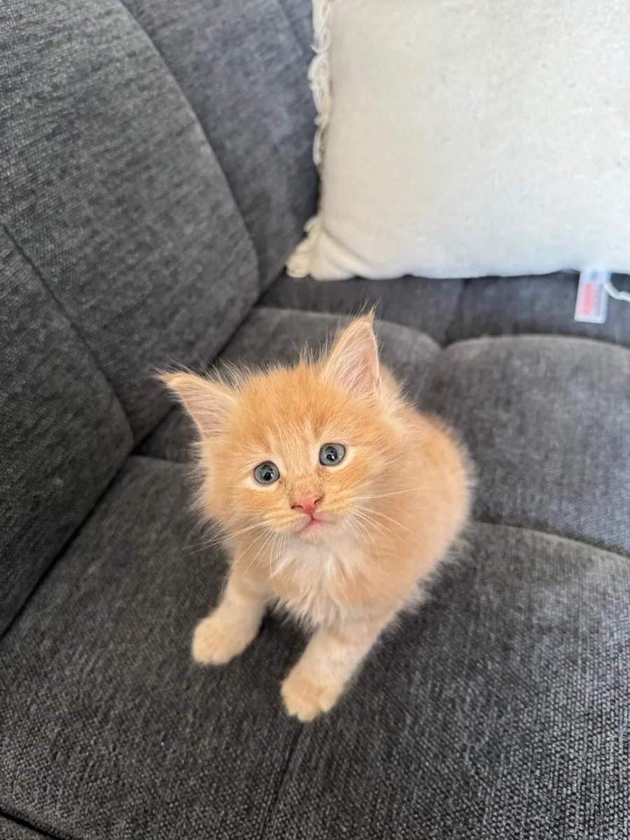 Maine Coone Kittens - Image 4